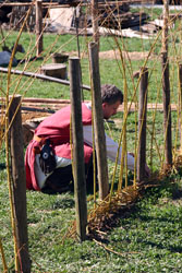 Helfer beim Zaun flechten