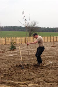 Baum pflanzen